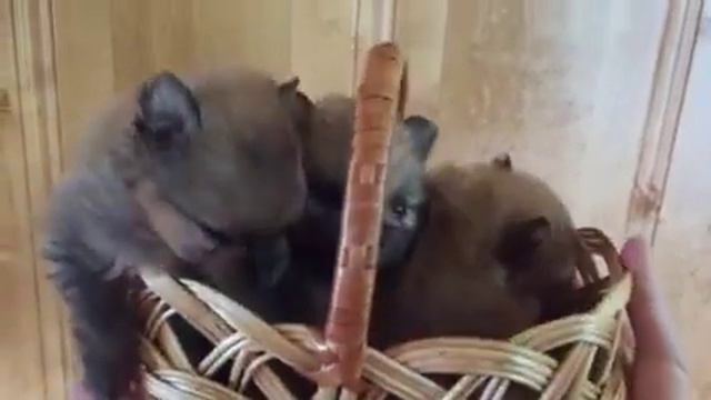 Скоро в продаже мальчики померанского шпица смотреть онлайн