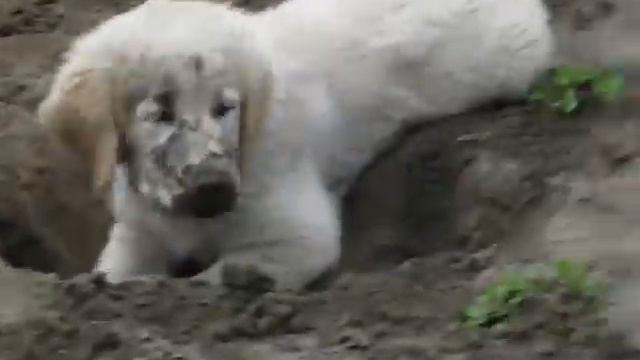 Golden Retriever Лари 3 месяца(как правильно рыть ямы) смотреть онлайн