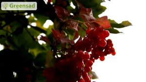Какие растения лучше сажать осенью