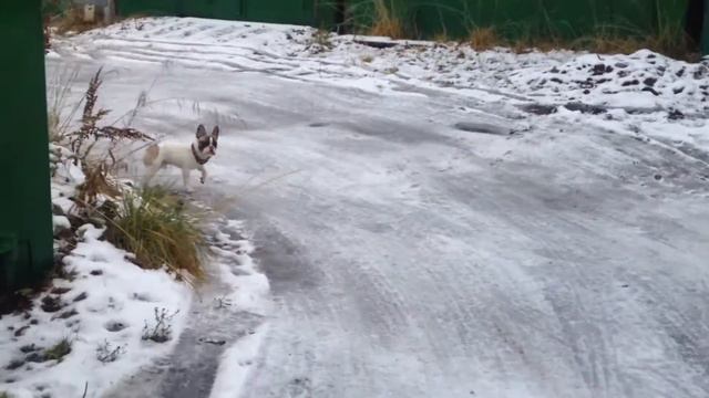 Французский бульдог на прогулке смотреть онлайн