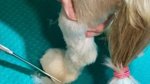 Стрижка ши-тцу.