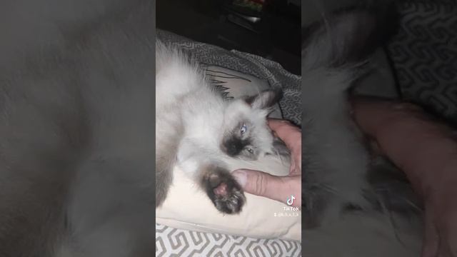 СПОКОЙНОЙ НОЧИ/котенок БОСИК смотреть онлайн