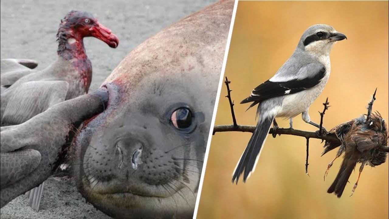 Посмотрите, на что Способны Самые Опасные Птицы в Мире! смотреть онлайн