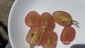 Виноград Минор, 30 июля 2024 год, Новороссийск.