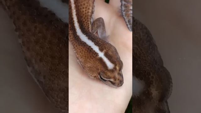 #gecko#geckolove#mygecko#amazinggecko#геккон#люблюгекконов смотреть онлайн