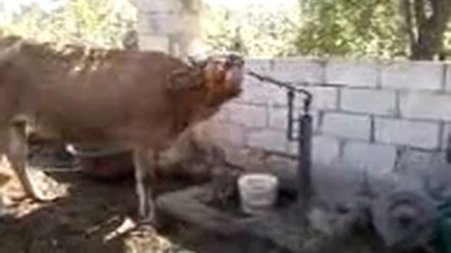 Корова качает воды смотреть онлайн