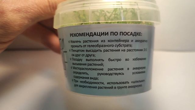 Живое аквариумное растение Ротала Хра меристемное смотреть онлайн