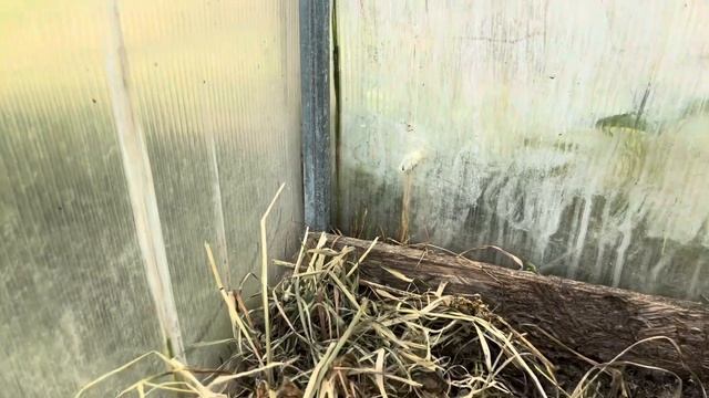 Борьба с вредителями в теплицах.