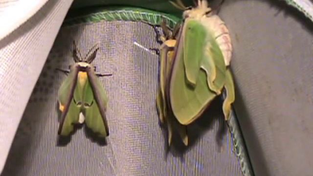 Luna Moths growing out wings - Timelapse смотреть онлайн