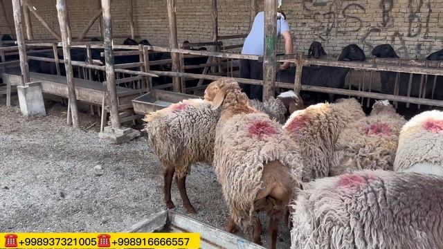 EDILBO'YCHI AKAGA NARXNI YANADA TUSHURIB YUBORDI смотреть онлайн