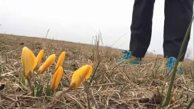 Frühling gefunden ? – Küss den Krokus ? смотреть онлайн