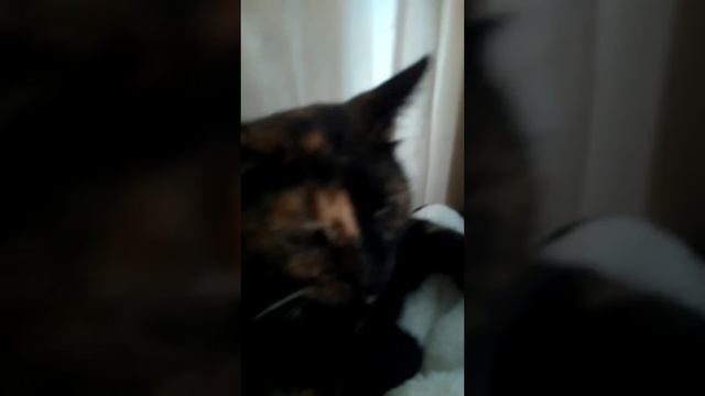 Я показала кошку 🐈 мою черепаха окраса смотреть онлайн