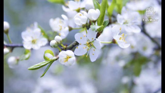 В воскресенье первом том чудесном🌿(пение) смотреть онлайн