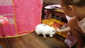 У нас появился КРОЛИК!! ЖИВОТНОЕ, КРОЛИКИ. Детское видео, для детей.