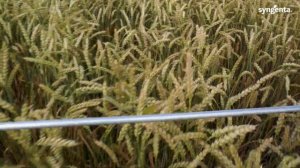 Фунгициды на озимой пшенице. Часть 2. Поле Института Защиты Растений