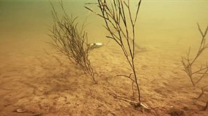 Анимация кайта Зомбер РЕЛИГА на каролинской оснастке