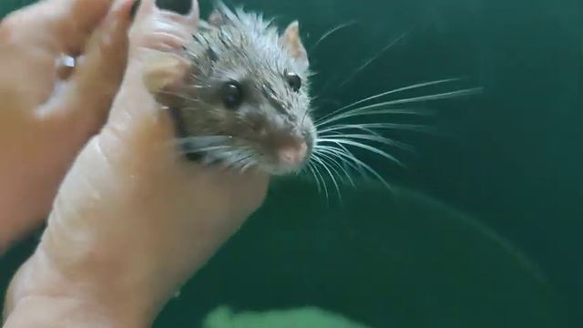 Купание домашних крыс .
