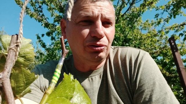 Прививка винограда чёрное в зеленое смотреть онлайн