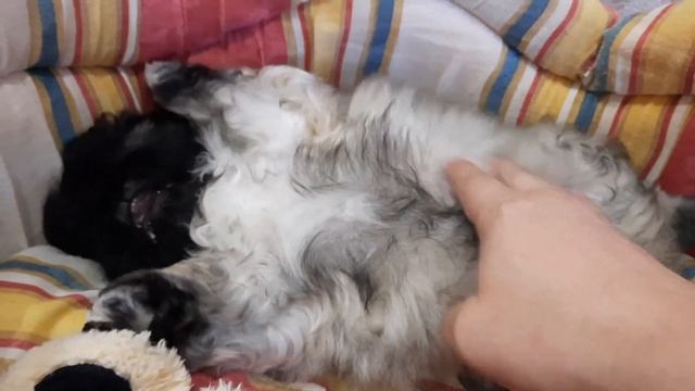 ПЕКИНЕС ДЕНДИК РАЗВАЛИЛСЯ НА СПИНКЕ #сергейтелков смотреть онлайн