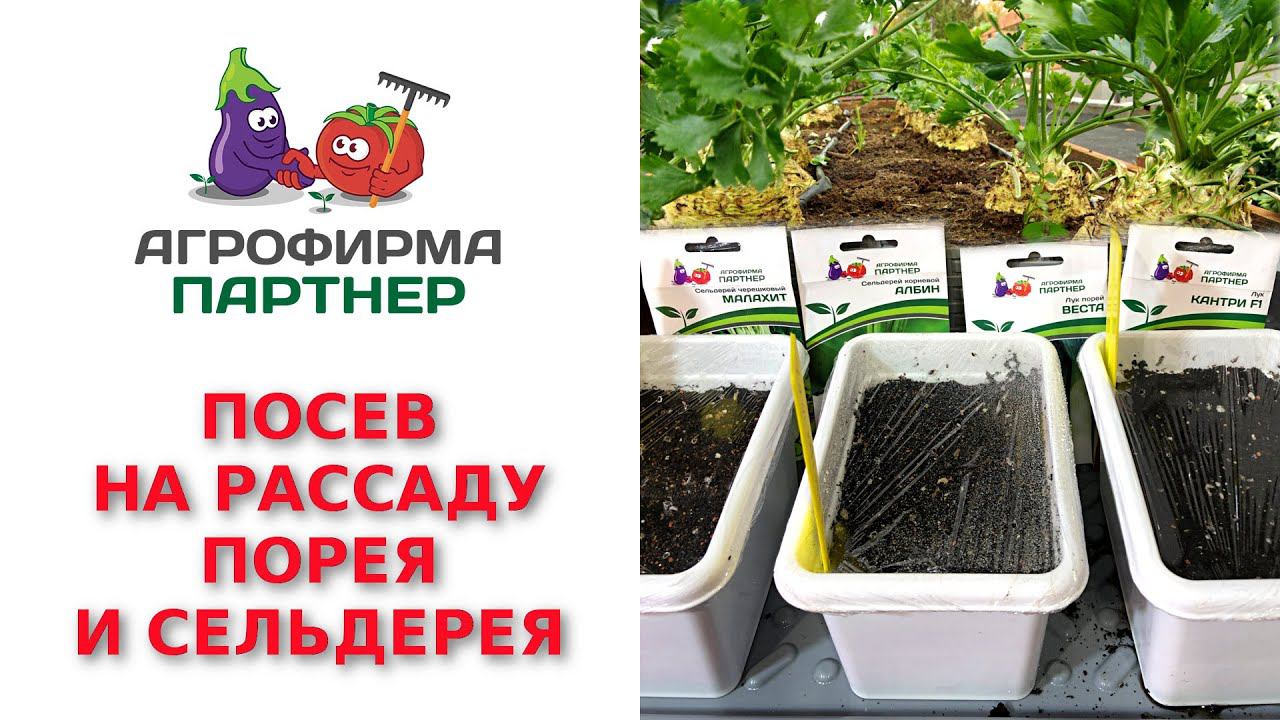 ПОСЕВ НА РАССАДУ ПОРЕЯ И СЕЛЬДЕРЕЯ смотреть онлайн