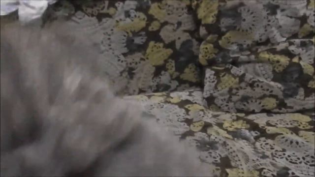 нашли котенка смотреть онлайн