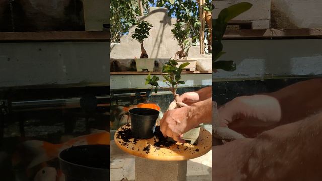 how to transplant a bonsai TREE#bonsai #trees #handmade смотреть онлайн