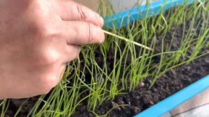 Лук Эксибишен. Стрижка, уход за рассадой.