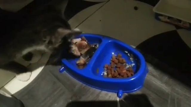 Мир Глазами кота :-D смотреть онлайн