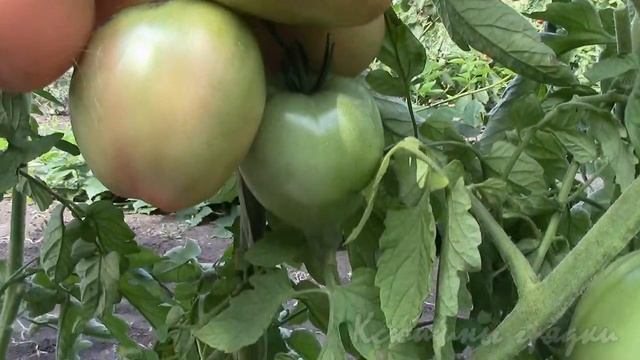 О сортах томатов ВИКТОРИЯ смотреть онлайн