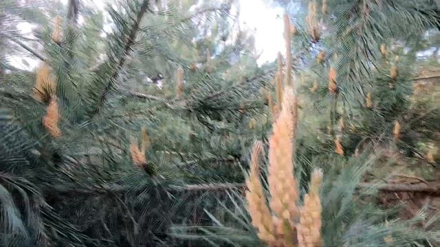 Майские маслята смотреть онлайн