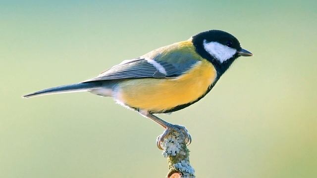 Звуки птиц (Пение большой синицы) | (42 Секунды) смотреть онлайн