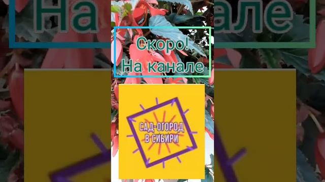 Боливийская бегония. Скоро! смотрите на канале Сад-огород в Сибири! смотреть онлайн