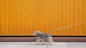 231. ПОВОДОК РУЛЕТКА польза или ВРЕД? Какой поводок выбрать для собаки?