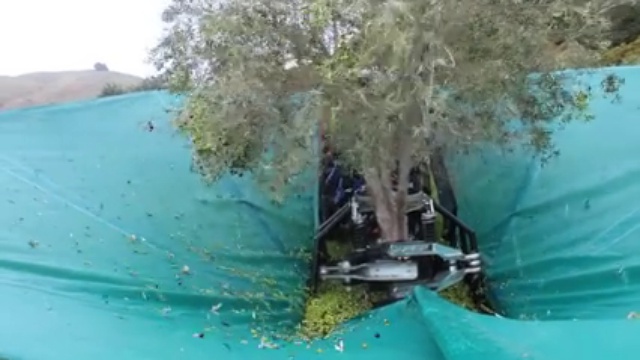 Камбайн для сбора оливок смотреть онлайн