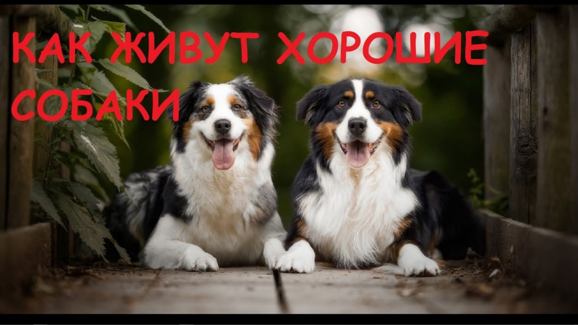 КАК ЖИВУТ ХОРОШИЕ СОБАКИ!!ПРИКОЛ.ПОДПИШИСЬ! смотреть онлайн