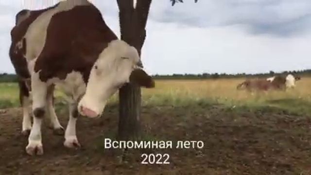 Как пасутся коровы? Где гуляют коровы? Зачем корове гулять?