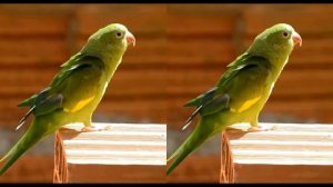 Природа VR 3D SBS