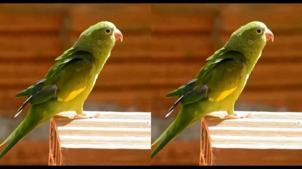 Природа VR 3D SBS