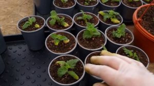 Только такая посадка вегетативной вербены в кашпо раскроет её красоту,формировка вербены