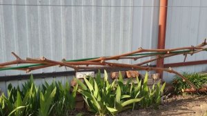 Подвязка винограда весной после раскрытия кустов