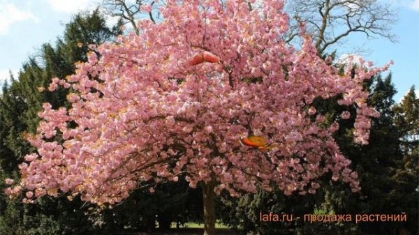 Черемуха виргинская Шуберт (prunus virginiana schubert) ? обзор: как сажать, саженцы черемухи Шубер