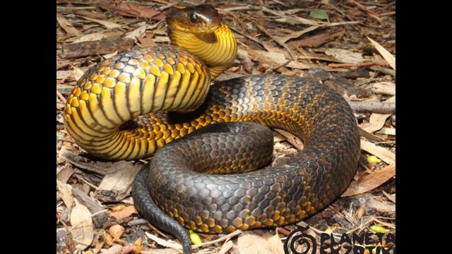 Топ 10 ЯДОВИТЫХ ЗМЕЙ!!!! смотреть онлайн