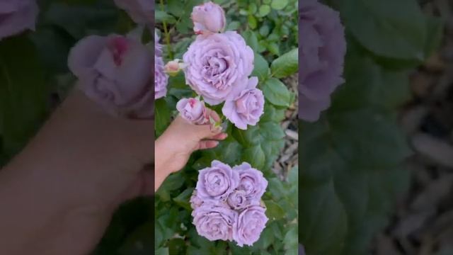 Флорибунда Новалис,Novalis,Кордес,Германия,2010год.#розы #розыкордес смотреть онлайн