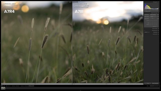 Sony A7RIV vs A7III Real World Comparison смотреть онлайн