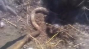 11 Мутантов Чернобыля Снятых на Камеру