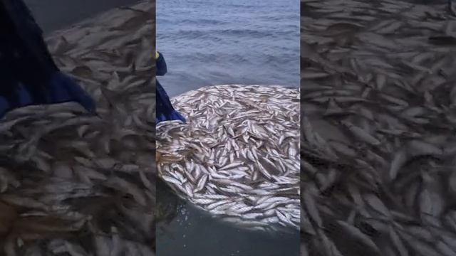 ряпушка осень река лена смотреть онлайн