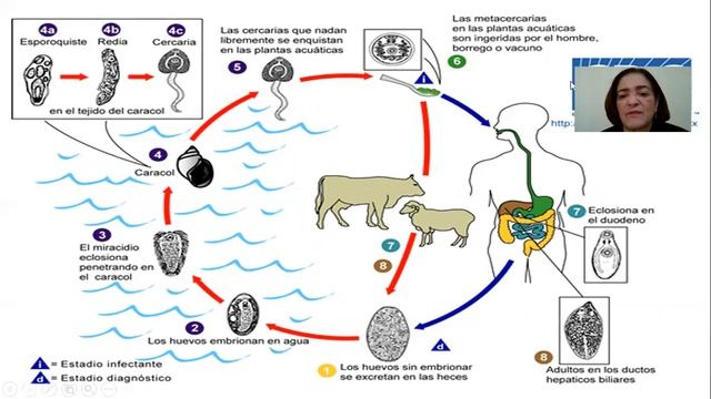 Fasciola hepatica, tutorial de parasitologia de Ramona A. Hernandez Tolentino смотреть онлайн