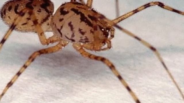 6 НЕРЕАЛЬНЫХ ФАКТОВ О ПАУКАХ! смотреть онлайн