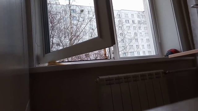 Как поймать птицу в домашних условиях смотреть онлайн