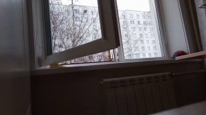 Как поймать птицу в домашних условиях